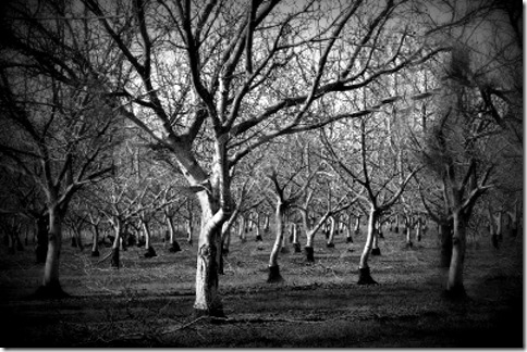 3347975-prunus-dulcis-flowering-nonpareil-almond-tree-branches-001