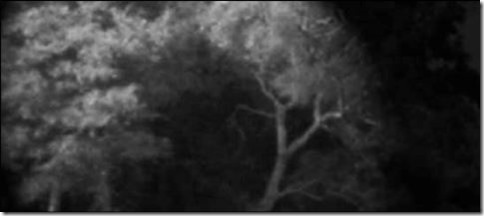 image for passing trees