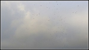 Buzzards_2014-09-03b