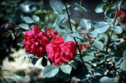 roses_delano_1960s_1